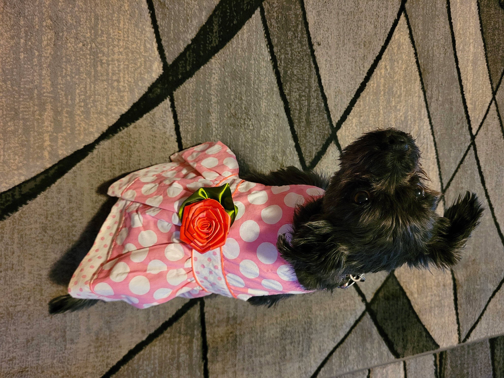 Lola is registered to the contest to win money with this photo: baby_toddler_clothing, bag, carmine, carnivore, companion_dog, craft, dog, dog_breed, fashion_accessory, flower, fur, grass, linens, magenta, pattern, petal, plant, sleeve, tail, umbrella