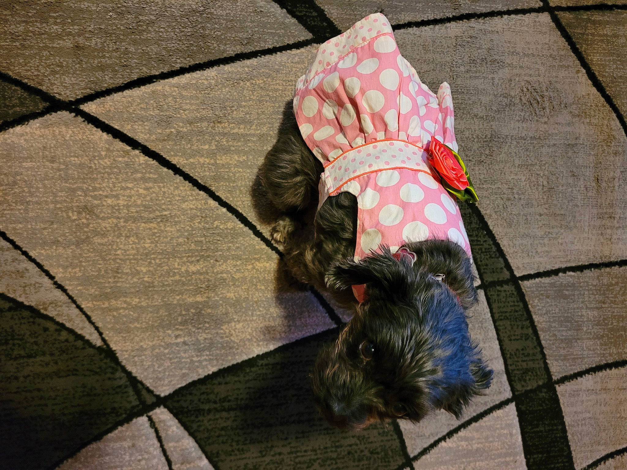 Lola joined the competition — help win amazing prizes! asphalt, carmine, concrete, dog_breed, fashion_accessory, flagstone, floor, flooring, fur, grass, grey, leash, pattern, road_surface, shadow, sidewalk, tail, tints_and_shades, umbrella, wood