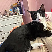 Peachy joined the competition — help win amazing prizes! animal, bedroom, black_and_white, cat, comfort, curious, dresser, ears, feline, fur, hand, home, indoor, lap, paws, person, pet, pink_wall, relaxed, whiskers