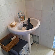 Giselle a rejoint le concours — aidez-le/la à gagner de superbes lots ! cat, sink, bathroom, toothbrush, soap, wicker_basket, plastic_drawer, tile_floor, tile_wall, mirror, faucet, black_and_white_cat, domestic_cat, pet, indoor, clean, household, resting, curious, small_space