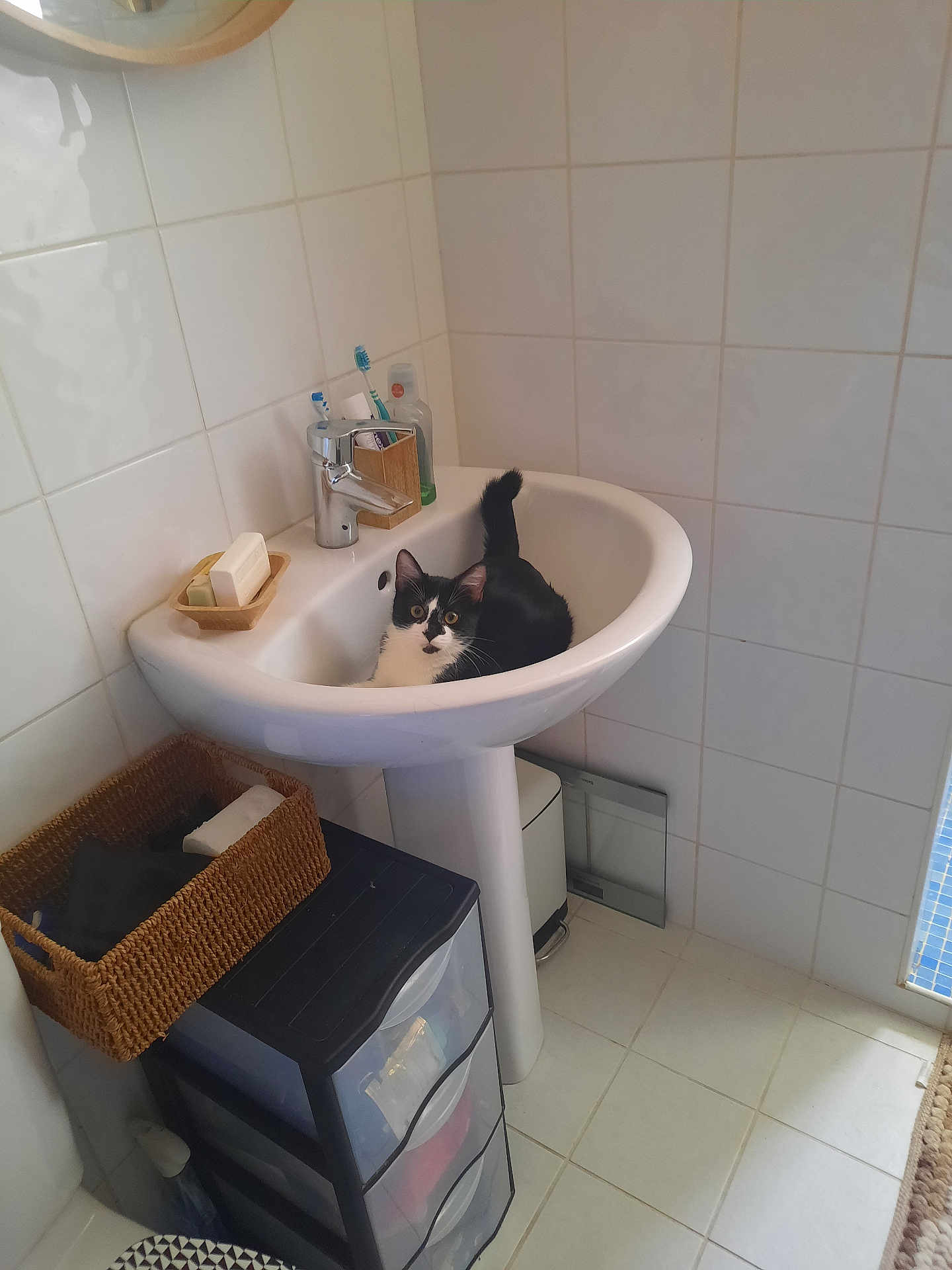Giselle a rejoint le concours — aidez-le/la à gagner de superbes lots ! cat, sink, bathroom, toothbrush, soap, wicker_basket, plastic_drawer, tile_floor, tile_wall, mirror, faucet, black_and_white_cat, domestic_cat, pet, indoor, clean, household, resting, curious, small_space