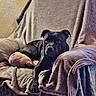 Raya a rejoint le concours — aidez-le/la à gagner de superbes lots ! dog, black_dog, chair, blanket, indoor, pet, relaxed, resting, plush, furniture, cozy, animal, home, canine, comfort, living_room, portrait, laying_down, domestic_animal, cute
