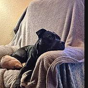 Raya a rejoint le concours — aidez-le/la à gagner de superbes lots ! dog, black_dog, armchair, blanket, indoor, pet, relaxing, cozy, furniture, resting, canine, domestic_animal, quiet, comfort, living_room, soft_texture, calm, home, animal, portrait