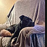 dog, black_dog, armchair, blanket, indoor, pet, relaxing, cozy, furniture, resting, canine, domestic_animal, quiet, comfort, living_room, soft_texture, calm, home, animal, portrait