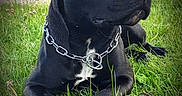Raya participe au concours pour gagner de l'argent avec cette photo : dog, black_dog, chain_collar, outdoor, grass, field, pet, animal, canine, lying_down, nature, sunlight, portrait, alone, muzzle, ears, paw, fur, watchful, relaxed