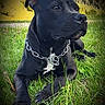 dog, black_dog, chain_collar, outdoor, grass, field, pet, animal, canine, lying_down, nature, sunlight, portrait, alone, muzzle, ears, paw, fur, watchful, relaxed