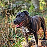 Raya a rejoint le concours — aidez-le/la à gagner de superbes lots ! dog, black_dog, animal, pet, forest, tree_stump, grass, leaves, nature, outdoor, canine, collar, happy, tongue, mouth_open, standing, sunlight, tree_trunk, background_blur, autumn