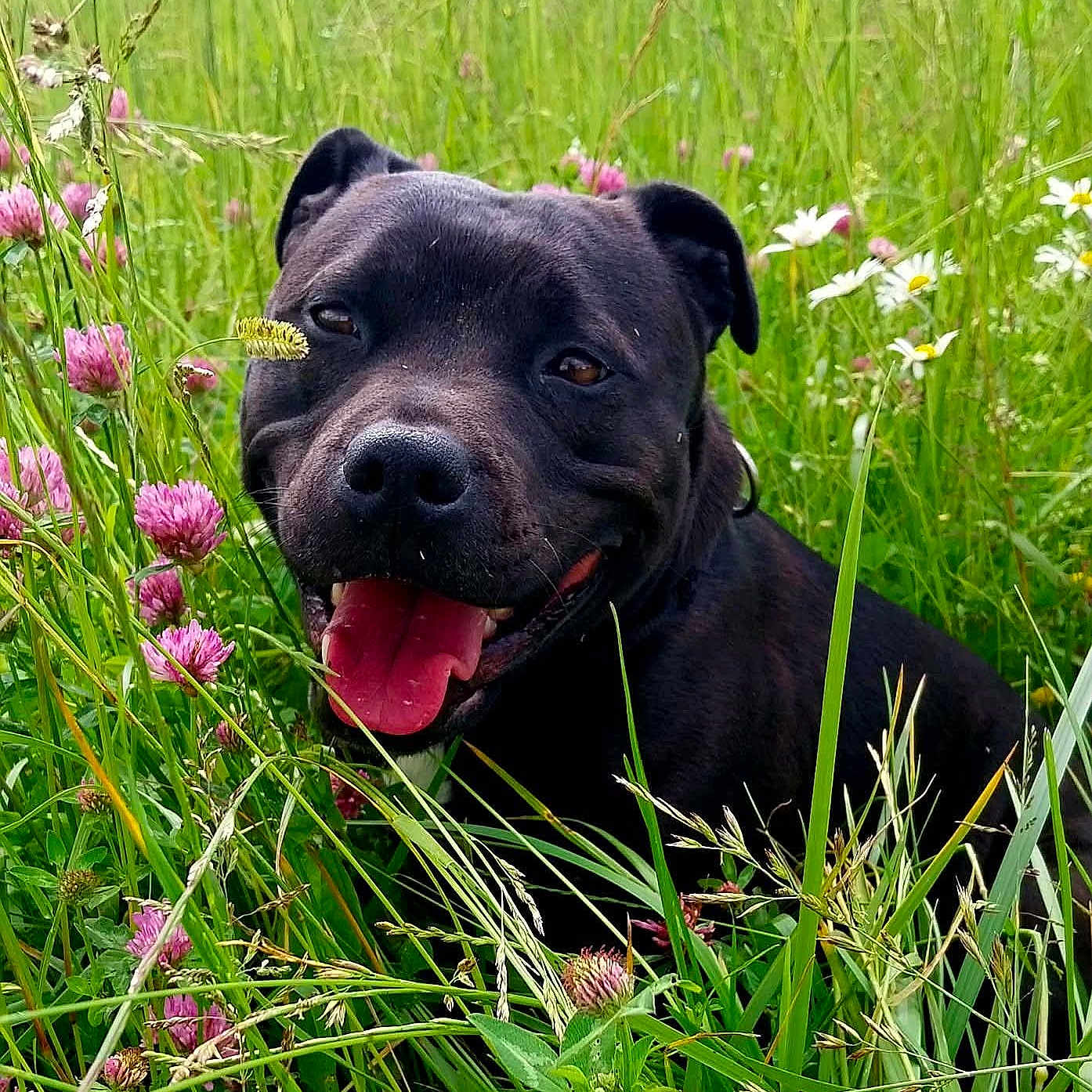Raya a rejoint le concours — aidez-le/la à gagner de superbes lots ! dog, black_dog, tongue_out, happy, grass, flowers, clover, daisies, meadow, outdoor, nature, summer, animal, pet, canine, close_up, greenery, sunlight, playful, smiling