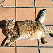 Vahiné participe au concours pour gagner de l'argent avec cette photo : cat, pet, feline, tabby, tile_floor, sunlit, shadow, whiskers, green_eyes, domestic_cat, paws, tail, fur, lying_down, outdoors, terracotta_tiles, sunlight, relaxed, portrait, closeup