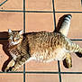 cat, pet, feline, tabby, tile_floor, sunlit, shadow, whiskers, green_eyes, domestic_cat, paws, tail, fur, lying_down, outdoors, terracotta_tiles, sunlight, relaxed, portrait, closeup