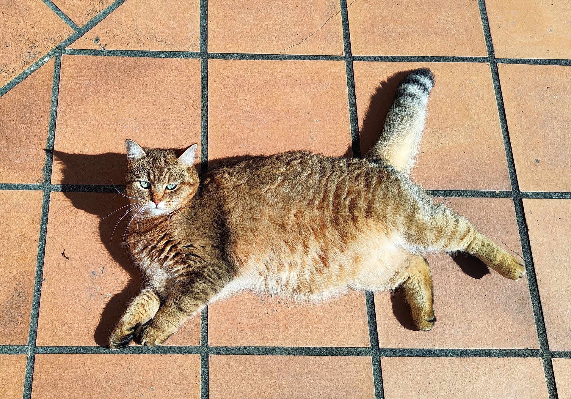Vahiné participe au concours pour gagner de l'argent avec cette photo : cat, pet, feline, tabby, tile_floor, sunlit, shadow, whiskers, green_eyes, domestic_cat, paws, tail, fur, lying_down, outdoors, terracotta_tiles, sunlight, relaxed, portrait, closeup