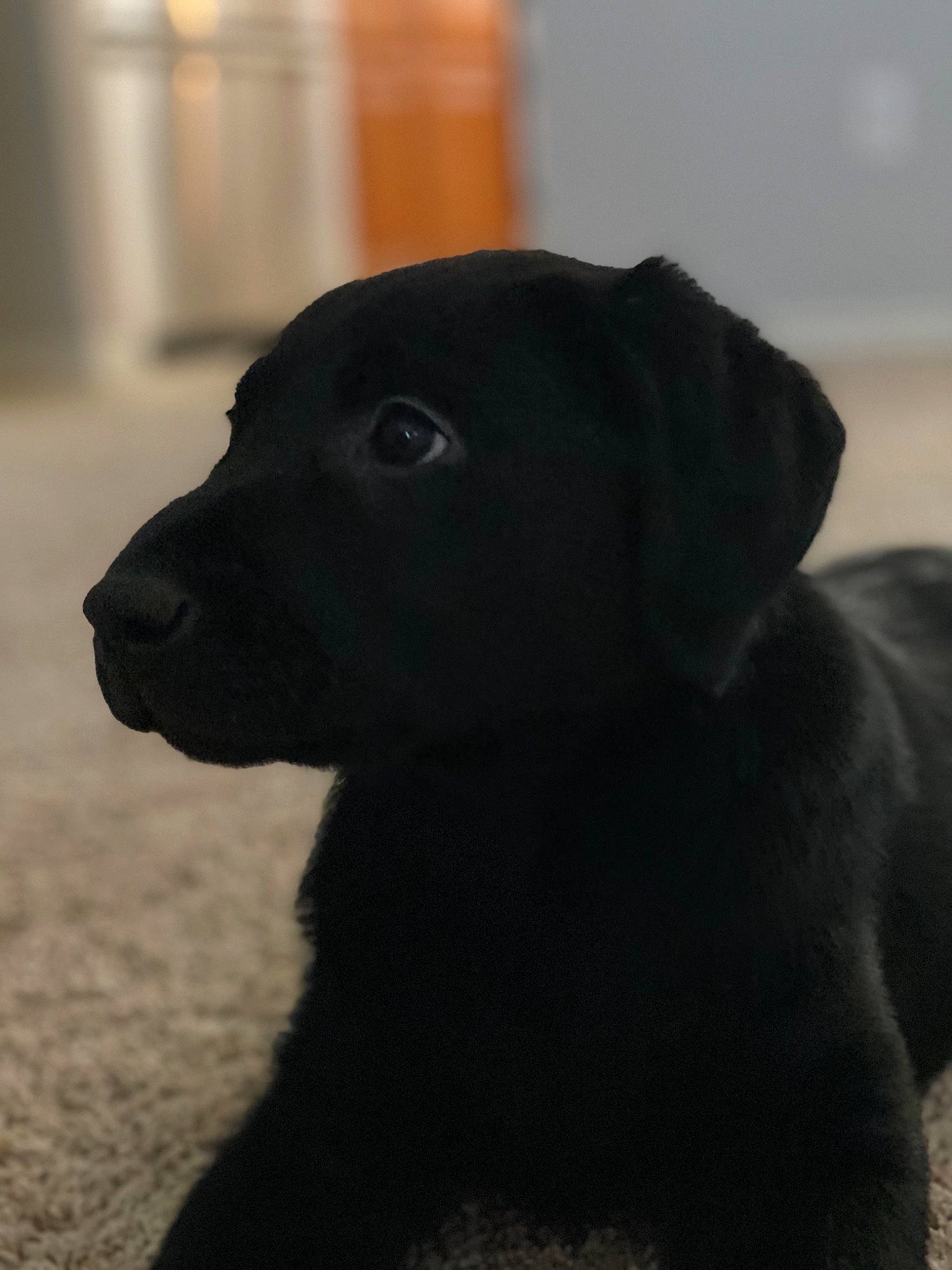 Piper is registered to the contest to win money with this photo: black, canidae, carnivore, companion_dog, dog, dog_breed, dog_collar, gun_dog, labrador_retriever, mammal, pet_supply, retriever, shadow, snout, sporting_group, vertebrate, working_animal, working_dog