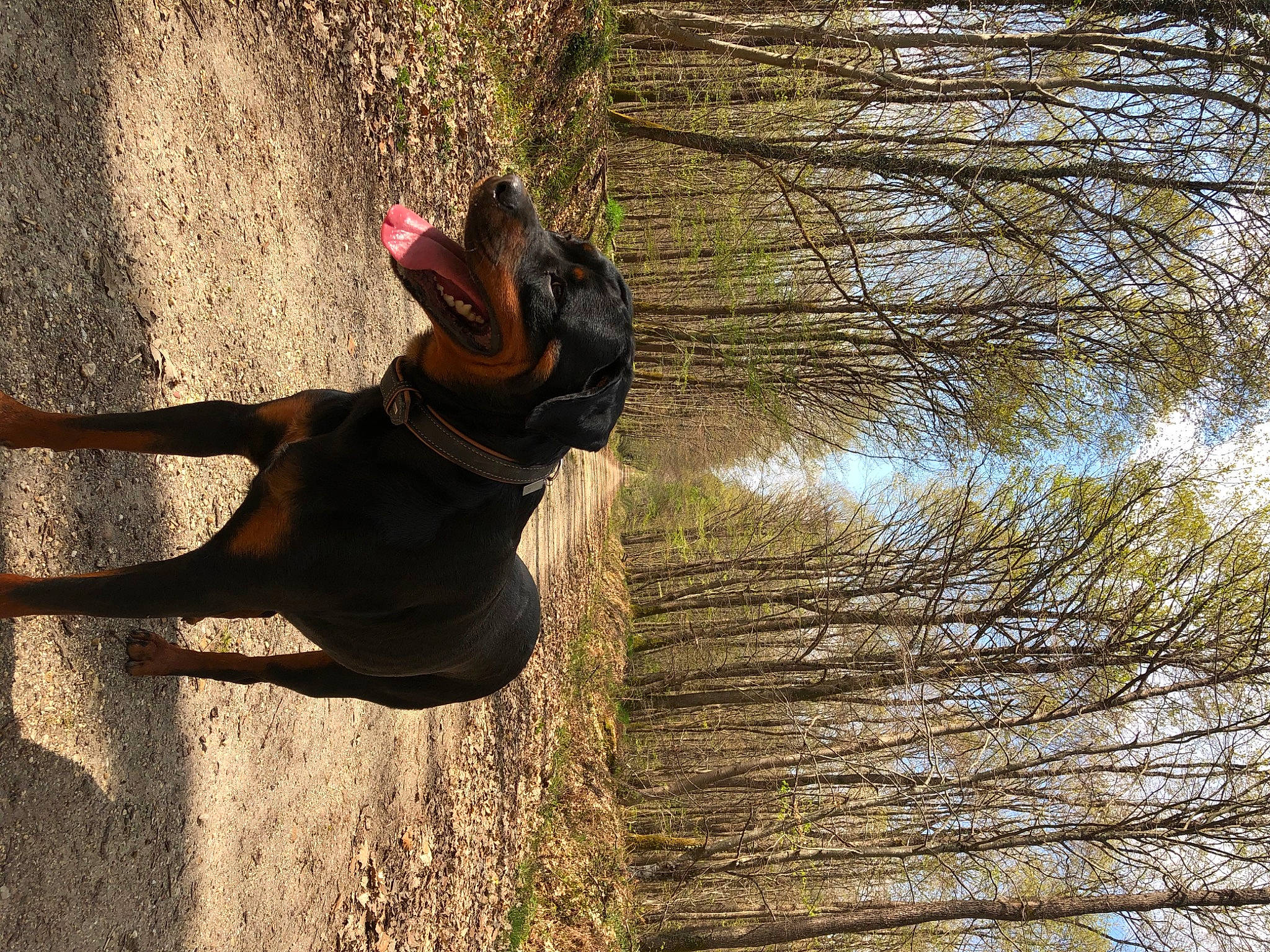 Kayson a rejoint le concours — aidez-le/la à gagner de superbes lots ! carnivore, dog, dog_breed, fawn, fun, grass, happy, landscape, leisure, people_in_nature, plant, recreation, reflection, tail, tints_and_shades, tree, trunk, water, wood, working_animal