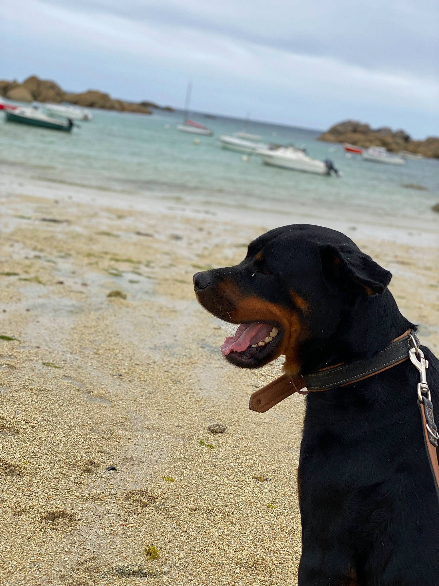 Kayson participe au concours pour gagner de l'argent avec cette photo : beach, boat, canidae, carnivore, cloud, coast, collar, companion_dog, dog, dog_breed, dog_collar, fawn, horizon, landscape, ocean, sky, sporting_group, water, wood, working_animal