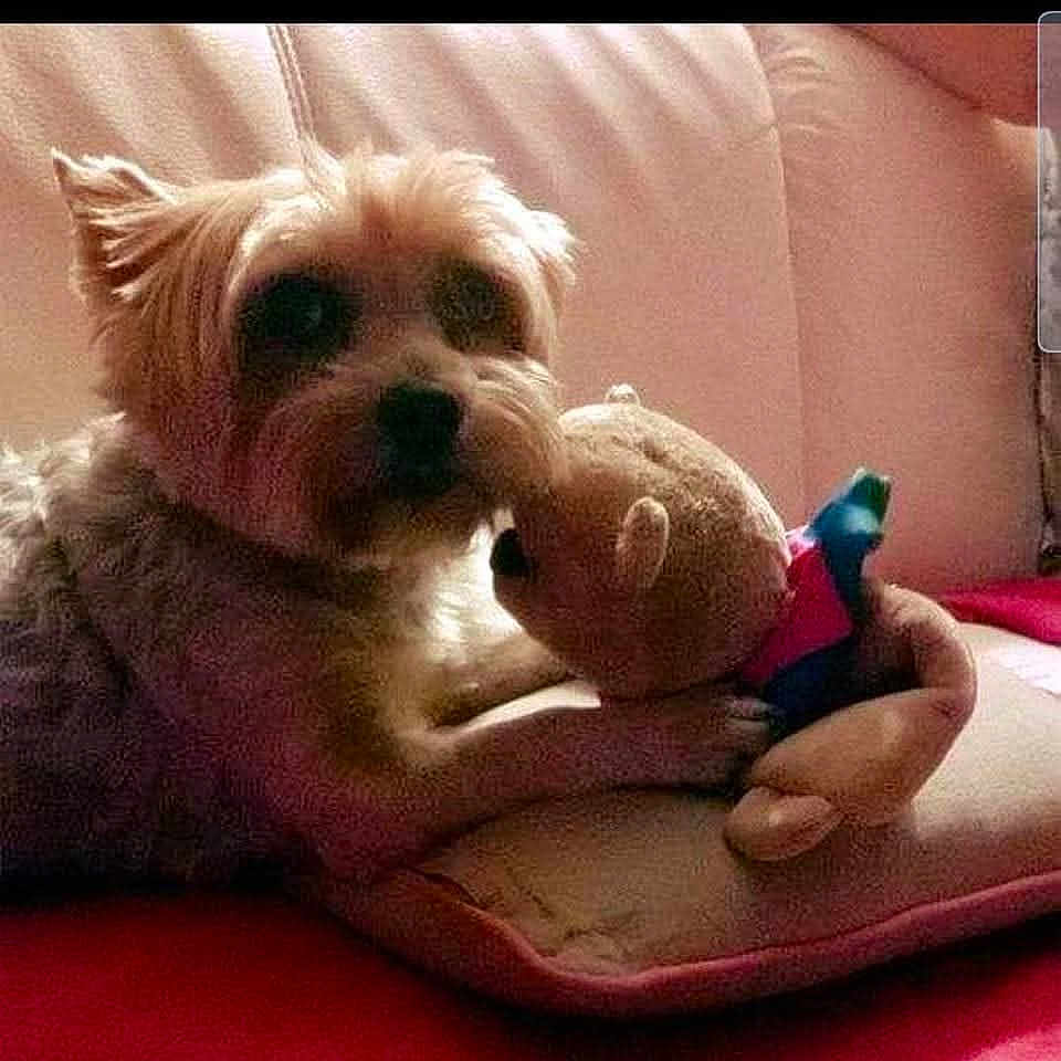 Belle a rejoint le concours — aidez-le/la à gagner de superbes lots ! animal, ball, canine, chair, couch, cushion, dog, electronics, face, furniture, head, homedecor, person, pet, phone, photography, portrait, puppy, terrier, toy