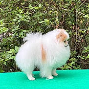 Rummy is registered to the contest to win money with this photo: dog, small_dog, fluffy, white_fur, long_hair, standing, outdoor, garden, foliage, greenery, nature, turquoise_surface, portrait, side_profile, pointed_ears, dark_eyes, canine, pet, cute, animal