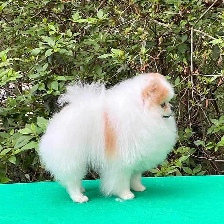 Rummy is registered to the contest to win money with this photo: dog, small_dog, fluffy, white_fur, long_hair, standing, outdoor, garden, foliage, greenery, nature, turquoise_surface, portrait, side_profile, pointed_ears, dark_eyes, canine, pet, cute, animal