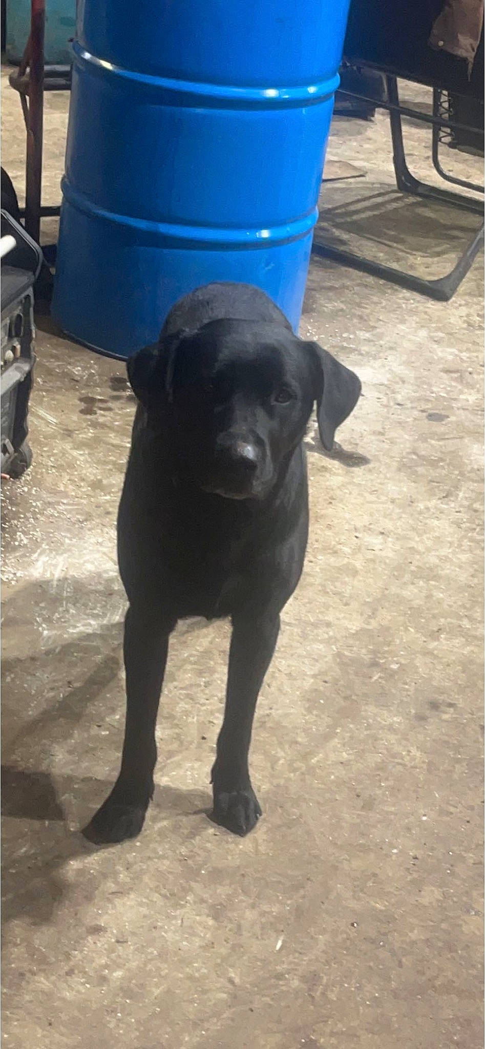 Triton joined the competition — help win amazing prizes! borador, canidae, carnivore, companion_dog, dog, dog_breed, electric_blue, fawn, gas, gun_dog, non_sporting_group, snout, sporting_group, tail, terrestrial_animal, working_animal