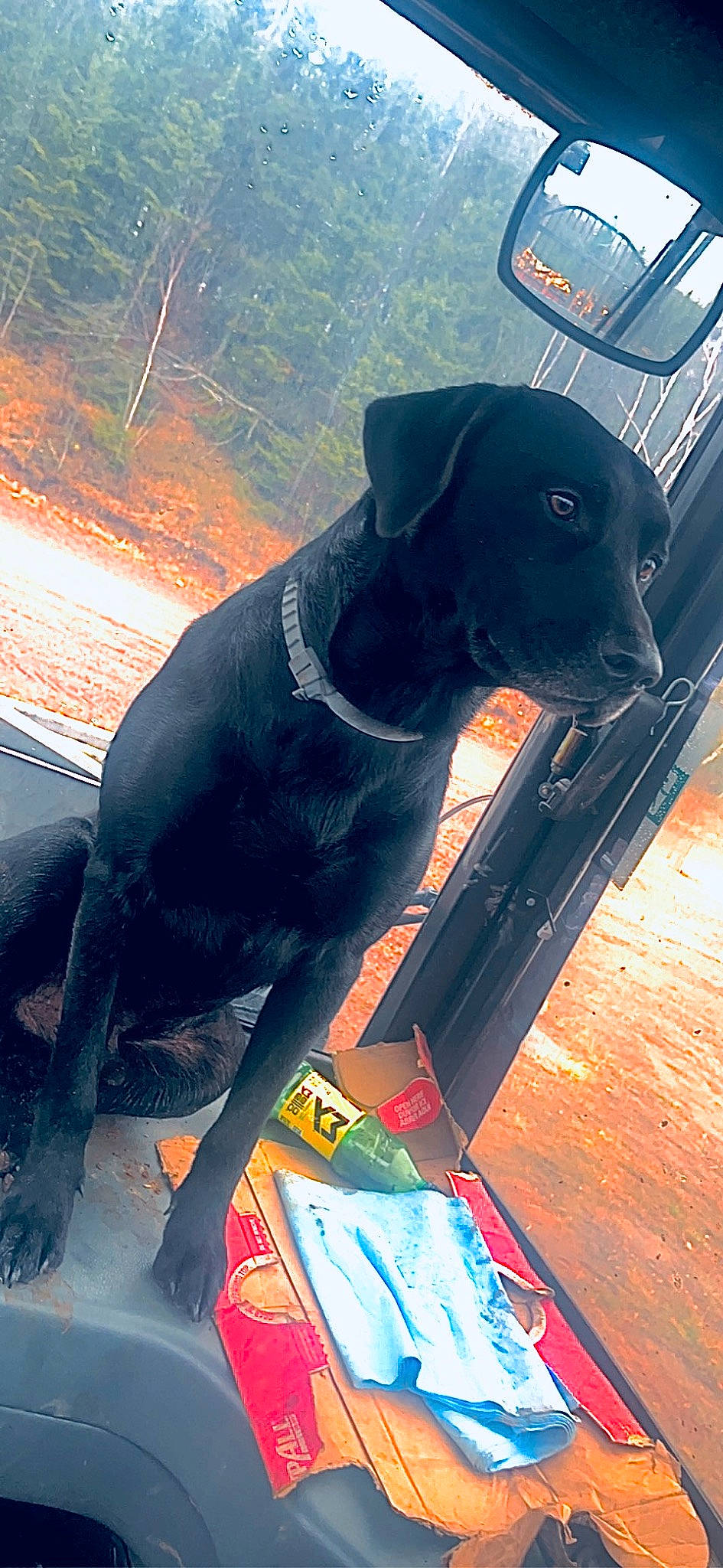 Triton is registered to the contest to win money with this photo: borador, canidae, carnivore, collar, companion_dog, dog, dog_breed, dog_collar, guard_dog, gun_dog, hunting_dog, liver, pet_supply, sporting_group, tail, terrestrial_animal, tints_and_shades, working_animal, working_dog