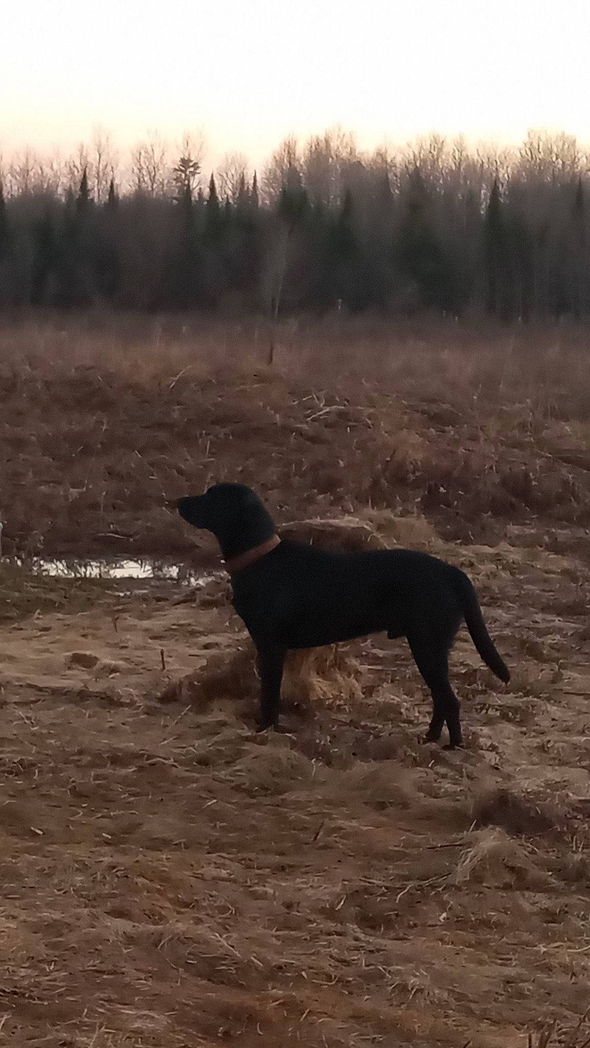 Triton is registered to the contest to win money with this photo: bog, carnivore, dog, dog_breed, evening, german_shorthaired_pointer, gun_dog, hunting_dog, landscape, liver, sky, soil, sporting_group, tail, terrestrial_animal, tree, wildlife, working_animal, working_dog