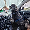 dog, car_interior, dashboard, radio, hanging_charm, feathers, decorative_tree, blue_harness, window, side_mirror, cat_figurine, plastic_bag, seat, gear_shift, reflection, small_dog, black_dog, curious, pet, indoors