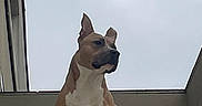 Bender a rejoint le concours — aidez-le/la à gagner de superbes lots ! alert, animal, brown, building, canine, confident, daylight, dog, ears, fence, ledge, muscular, outdoor, pet, portrait, sky, standing, urban, watchful, white