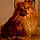 Aslan