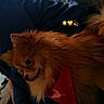 dog, puppy, fluffy, small_dog, long_fur, brown_fur, red_clothing, pet, lap_dog, indoors, cozy, person, blue_clothing, sitting, lounging, portrait, closeup, living_room, furniture, cute
