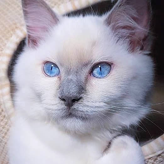 Umi participe au concours pour gagner de l'argent avec cette photo : carnivore, cat, domestic_short_haired_cat, fawn, felidae, fur, iris, small_to_medium_sized_cats, terrestrial_animal, thai, whiskers