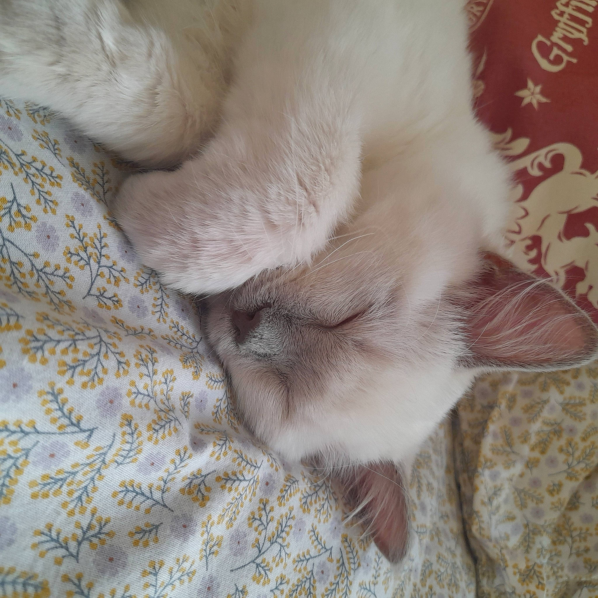 Umi a rejoint le concours — aidez-le/la à gagner de superbes lots ! carnivore, cat, claw, comfort, dog_breed, fawn, felidae, fur, nap, paw, sleep, small_to_medium_sized_cats, snout, tail, terrestrial_animal, whiskers