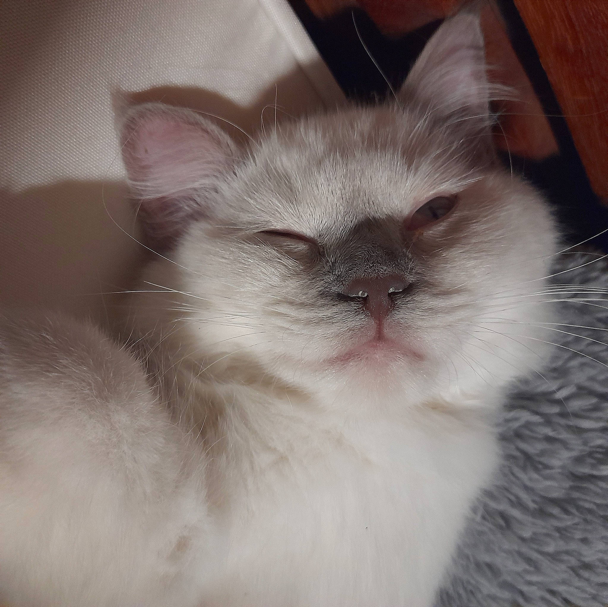 Umi a rejoint le concours — aidez-le/la à gagner de superbes lots ! carnivore, cat, claw, domestic_short_haired_cat, fawn, felidae, fur, hardwood, paw, small_to_medium_sized_cats, snout, tail, terrestrial_animal, whiskers, wood