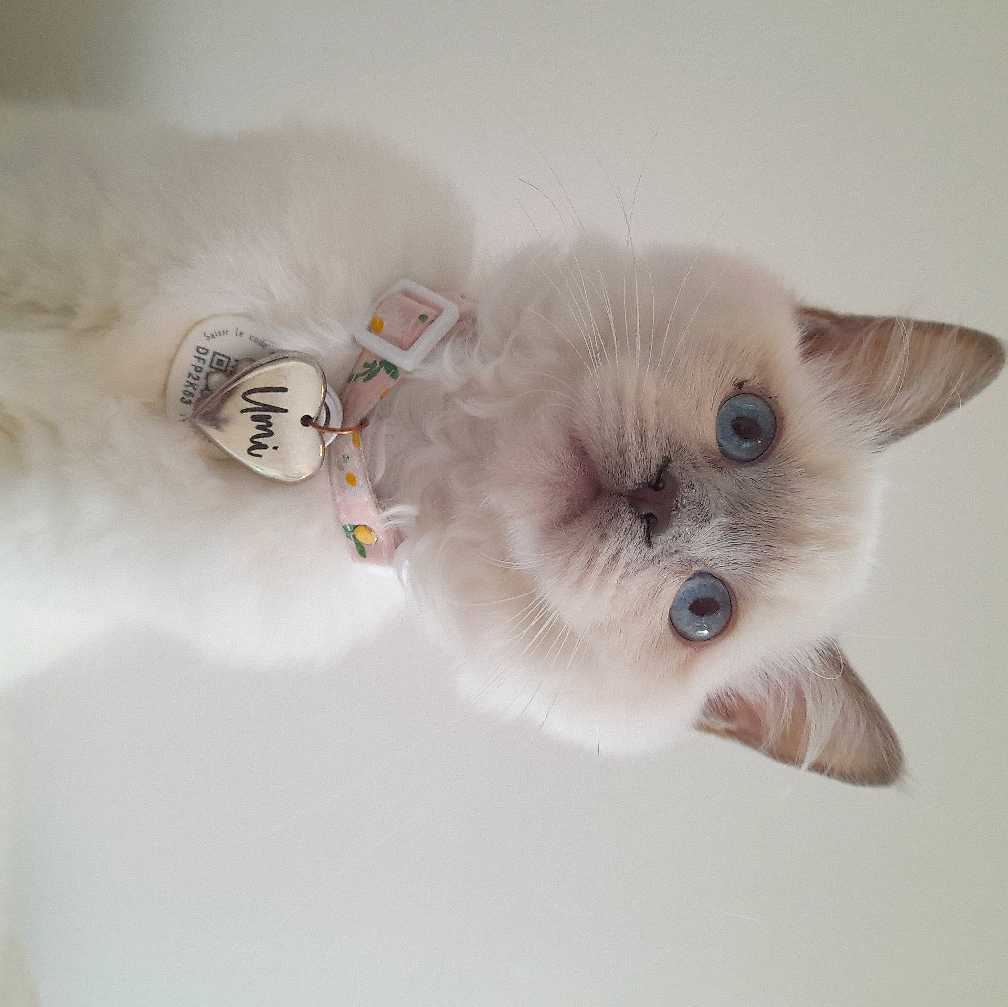 Umi a rejoint le concours — aidez-le/la à gagner de superbes lots ! balinese, birman, carnivore, cat, eye, fawn, felidae, fur, paw, siamese, small_to_medium_sized_cats, snout, stuffed_toy, tail, toy, whiskers