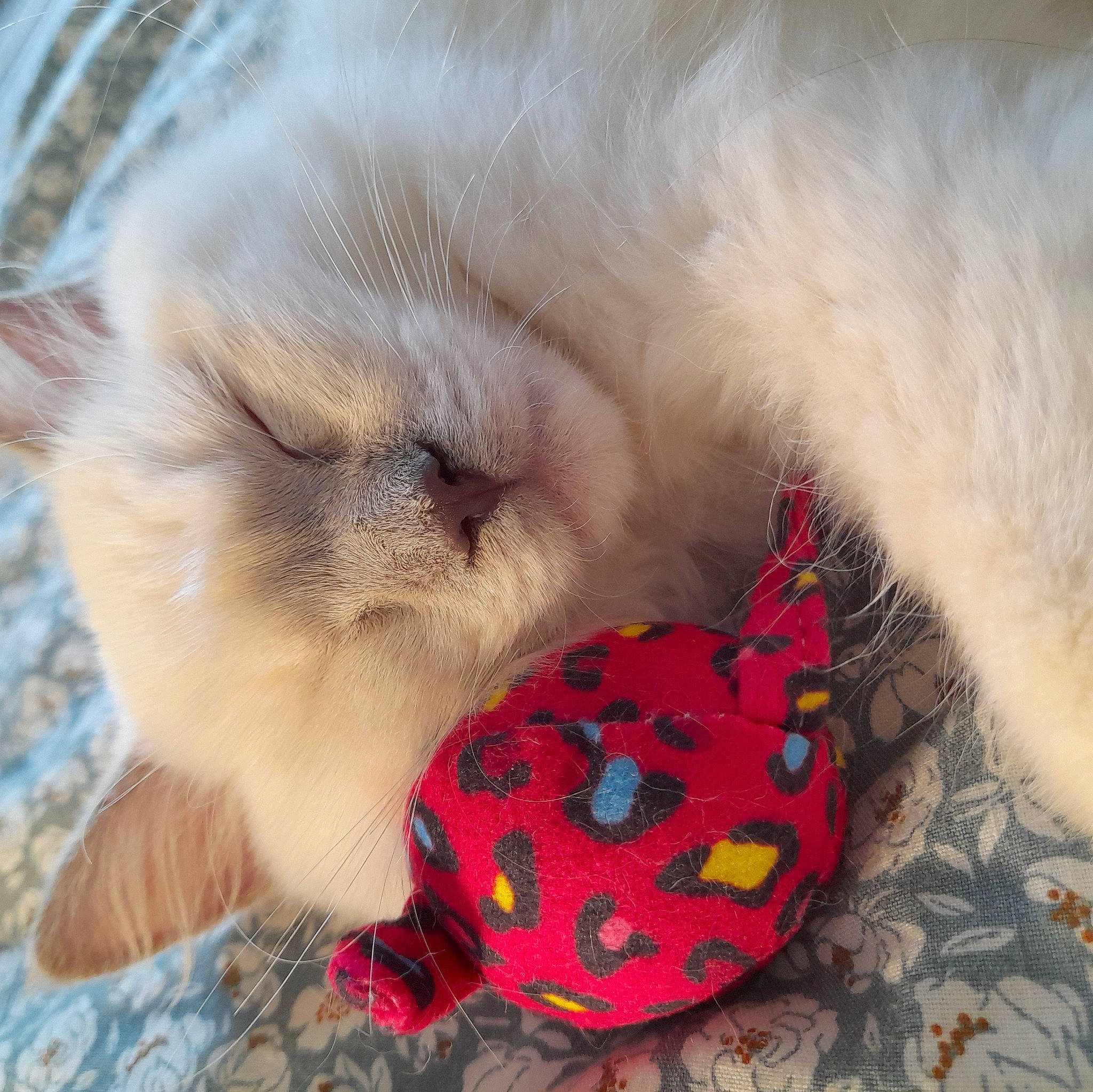 Umi participe au concours pour gagner de l'argent avec cette photo : canidae, carmine, carnivore, cat, claw, companion_dog, dog_breed, fawn, felidae, fur, paw, small_to_medium_sized_cats, snout, sporting_group, stuffed_toy, tail, terrestrial_animal, toy, whiskers, woolen