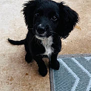 Karma joined the competition — help win amazing prizes! puppy, dog, black_dog, pet, animal, cute, sitting, floor, indoor, looking_up, fur, whiskers, ears, tail, young_dog, adorable, companion, domestic_animal, curious, small_dog