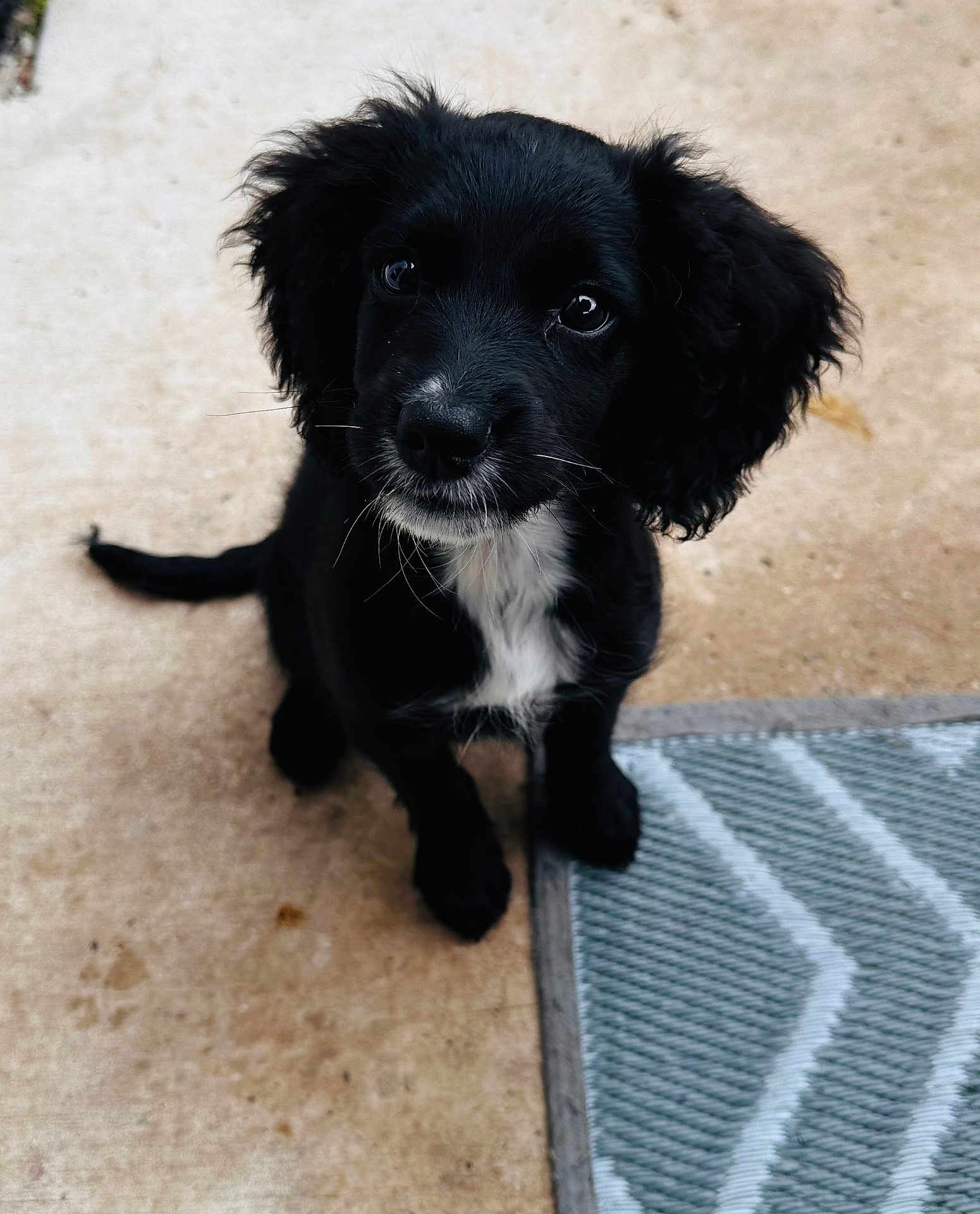Karma joined the competition — help win amazing prizes! puppy, dog, black_dog, pet, animal, cute, sitting, floor, indoor, looking_up, fur, whiskers, ears, tail, young_dog, adorable, companion, domestic_animal, curious, small_dog