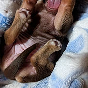 Violet Thomas joined the competition — help win amazing prizes! puppy, dog, brown, tongue, paw, blanket, fur, cute, closeup, animal, pet, sleeping, soft, young, playful, mouth, nap, cozy, tiny