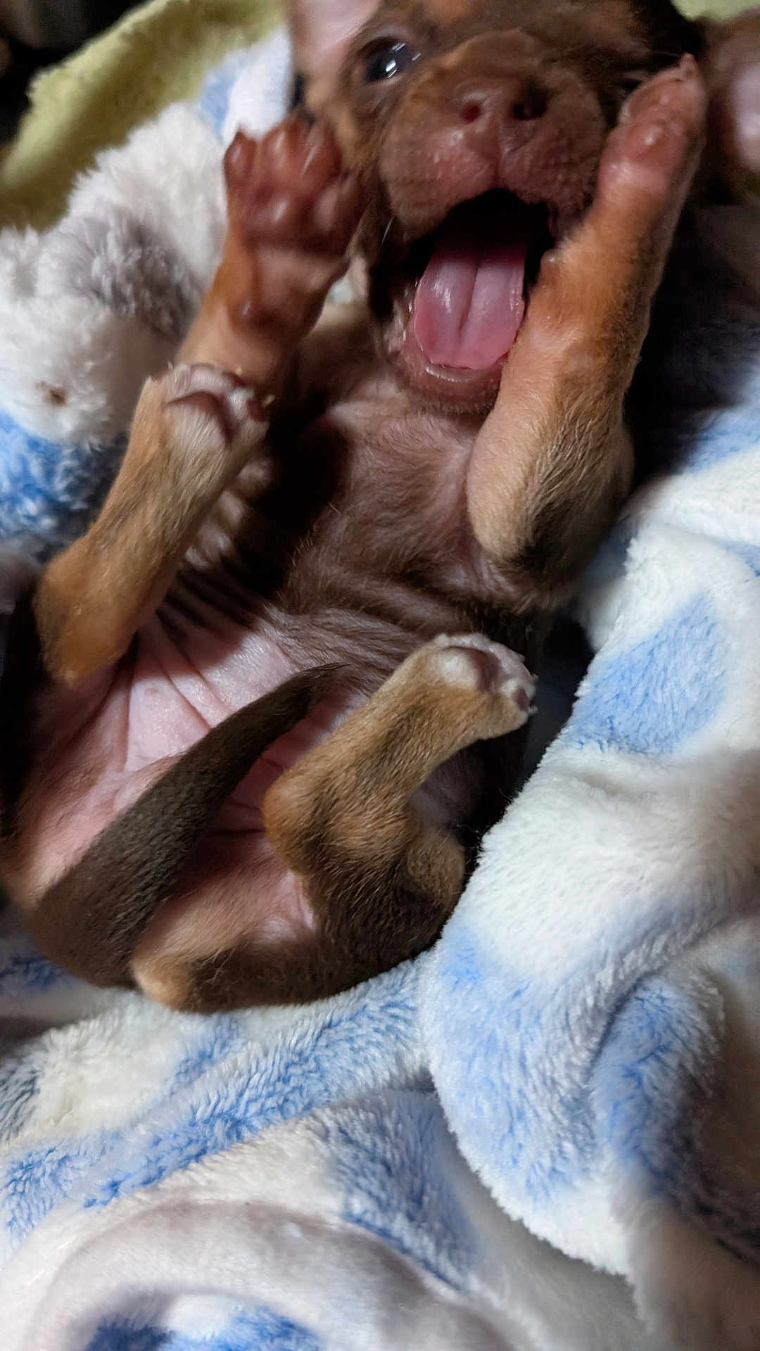 Violet Thomas joined the competition — help win amazing prizes! puppy, dog, brown, tongue, paw, blanket, fur, cute, closeup, animal, pet, sleeping, soft, young, playful, mouth, nap, cozy, tiny