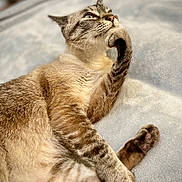 Dangelo is registered to the contest to win money with this photo: animal, blanket, cat, close_up, cute, domestic_animal, feline, fur, indoor, lying_down, mammal, paw, pet, relaxed, resting, sleepy, soft_texture, striped_fur, thoughtful, whiskers