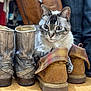 Dangelo joined the competition — help win amazing prizes! animal, boots, brown, cat, closeup, cozy, curious, domestic, eyes, floor, footwear, fur, gray, indoor, leather, mammal, paws, pet, sitting, whiskers