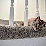 Dangelo joined the competition — help win amazing prizes! animal, carpet, cat, close_up, curious, cute, feline, gray_carpet, home, indoor, looking, pet, playful, relaxed, resting, soft_texture, stairs, whiskers, white_railings, wide_eyes
