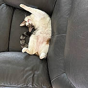 Apollo joined the competition — help win amazing prizes! cat, stretching, black_leather_couch, indoor, pet, relaxed, fur, whiskers, tail, wooden_floor, paw, cute, animal, domestic_cat, feline, resting, comfort, cozy, home, living_room
