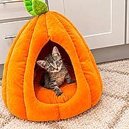 Zoey Bell joined the competition — help win amazing prizes! cat, kittens, two_cats, kitten, pumpkin, pumpkin_bed, pet_bed, animal, furry, tabby, striped_fur, blue_eyes, curious, indoors, living_room, kitchen, carpet, home, cute, autumn