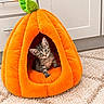 cat, kittens, two_cats, kitten, pumpkin, pumpkin_bed, pet_bed, animal, furry, tabby, striped_fur, blue_eyes, curious, indoors, living_room, kitchen, carpet, home, cute, autumn