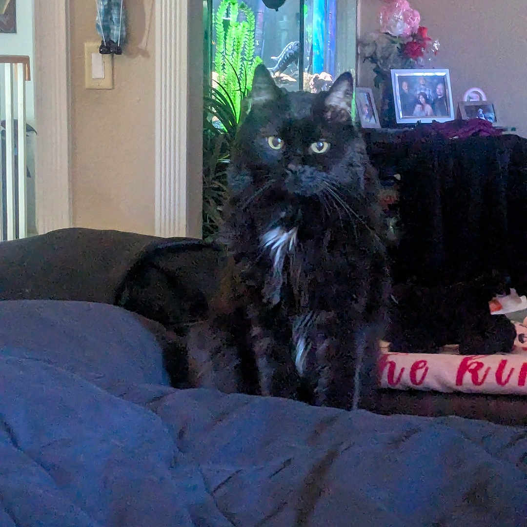 Darkness joined the competition — help win amazing prizes! animal, aquarium, bed, black_cat, blue_bedding, cat, clock, cozy, decor, fur, furniture, home, indoor, looking, pet, picture_frames, plants, room, sitting, whiskers