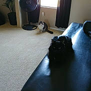 Darkness joined the competition — help win amazing prizes! cat, black_cat, fluffy_cat, indoor, couch, leather_couch, carpet, window, curtains, standing_fan, plant, potted_plant, floor, furniture, pet, animal, resting, sitting, natural_light, home