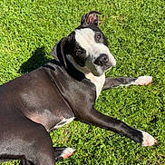 Bonnie a rejoint le concours — aidez-le/la à gagner de superbes lots ! dog, pit_bull, black_and_white, grass, outdoor, lying_down, pet, animal, portrait, sunlight, shadow, lawn, relaxed, playful, short_hair, collar, paws, head, face, garden