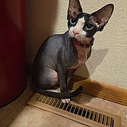 Toaster is registered to the contest to win money with this photo: sphynx_cat, cat, hairless_cat, floor, vent, tile_floor, wall, shadow, indoor, pet, animal, curious, seated, ears, collar, pink_collar, black_and_white, looking, texture, corner