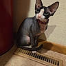 sphynx_cat, cat, hairless_cat, floor, vent, tile_floor, wall, shadow, indoor, pet, animal, curious, seated, ears, collar, pink_collar, black_and_white, looking, texture, corner