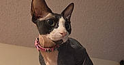 Toaster joined the competition — help win amazing prizes! sphynx_cat, cat, pet, indoor, refrigerator, magnet, strawberry, collar, curious, animal, feline, appliance, kitchen, domestic, hairless_cat, looking_away, pink_collar, white_surface, photo_magnet, ceiling