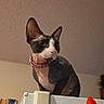 sphynx_cat, cat, pet, indoor, refrigerator, magnet, strawberry, collar, curious, animal, feline, appliance, kitchen, domestic, hairless_cat, looking_away, pink_collar, white_surface, photo_magnet, ceiling